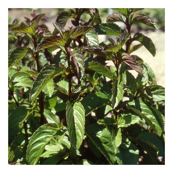 Menthe bergamote - Achat direct au producteur