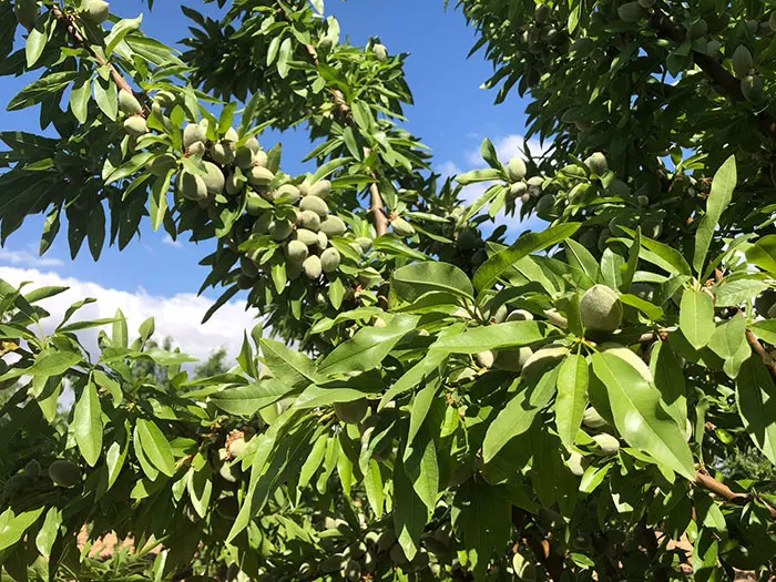 Almendro Marinada - Agroforestales ESLA