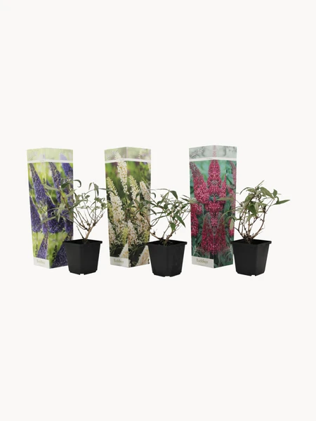 Plantes Buddleja Butterfly Bush, 3 pièces