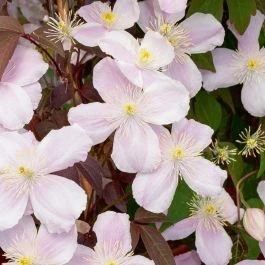 Clématite des montagnes ou Clematis montana Mayleen