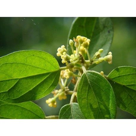Gymnema Sylvestris - Feuille coupée menu en vrac - Sachet de 100g pour tisane