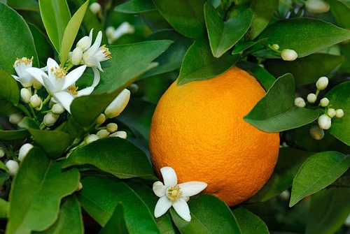 Fleurs d’Oranger
