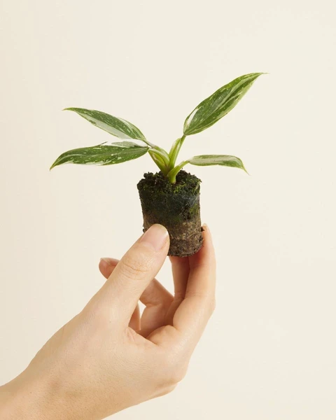 Acheter Philodendron White Princess S en ligne | PLNTS.com