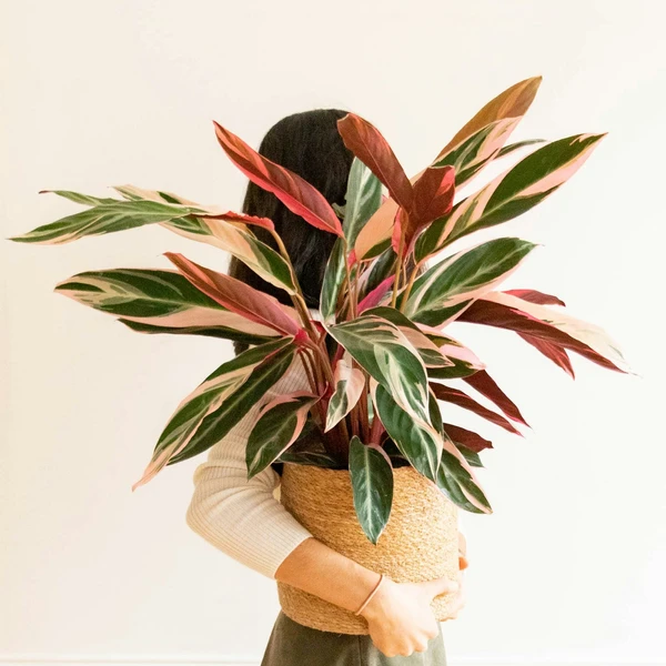 Calathea Lino