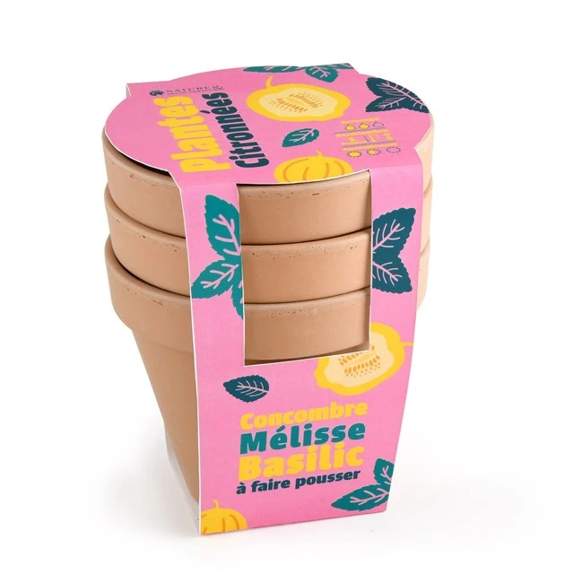 Trio plantes citronnées à faire pousser