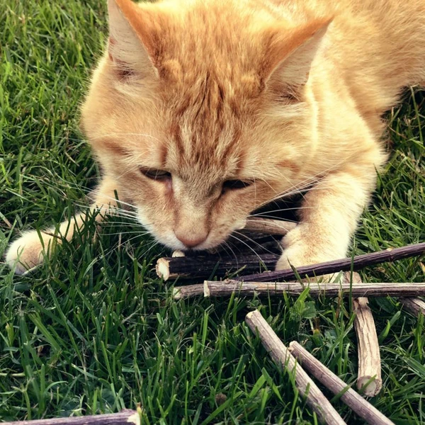 Aumüller Bâtonnets à la vigne d'argent pour chat ► Acheter pas che