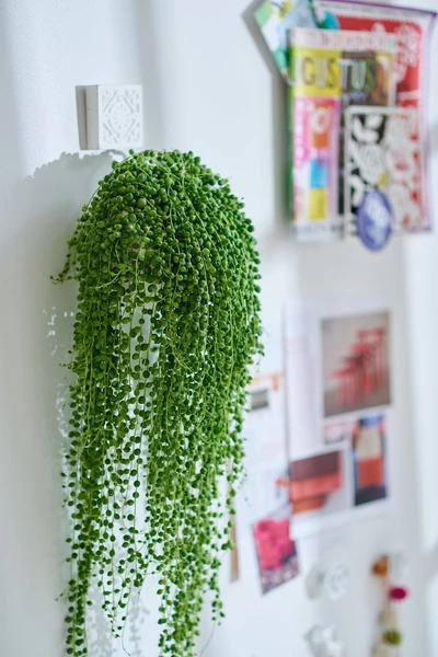 Senecio Rowleyanus String Of Pearls