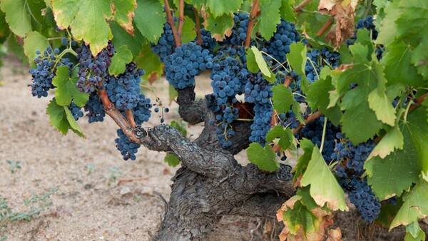 Las variedades de nuestros vinos - DOP Cebreros