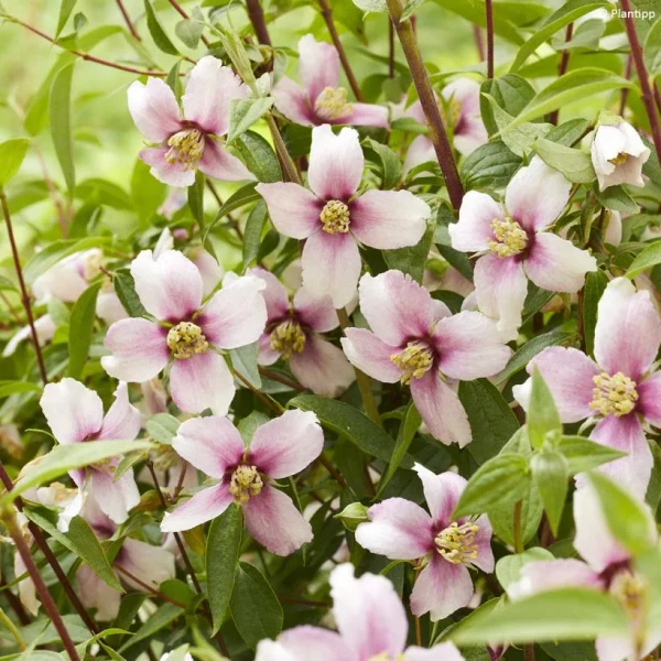 Philadelphus Petite Perfume Pink - Arbuste compact à floraison rose parfumée très abondante