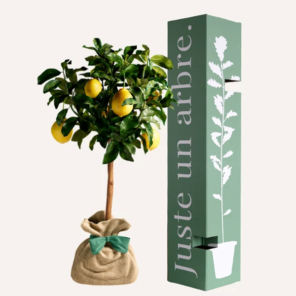 Citronnier des 4 saisons - idée cadeau