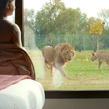 Dormir avec les Lions à la Lumigny Safari Réserve