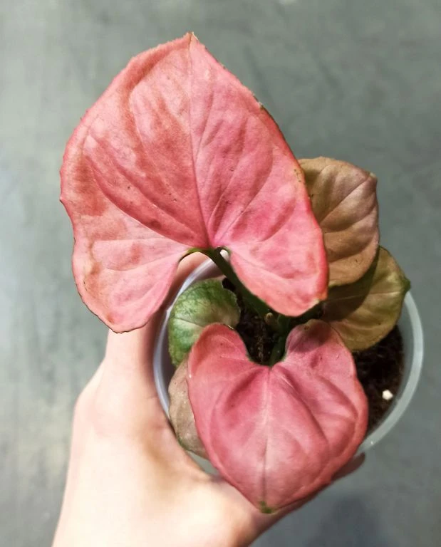 Syngonium Orm Nak