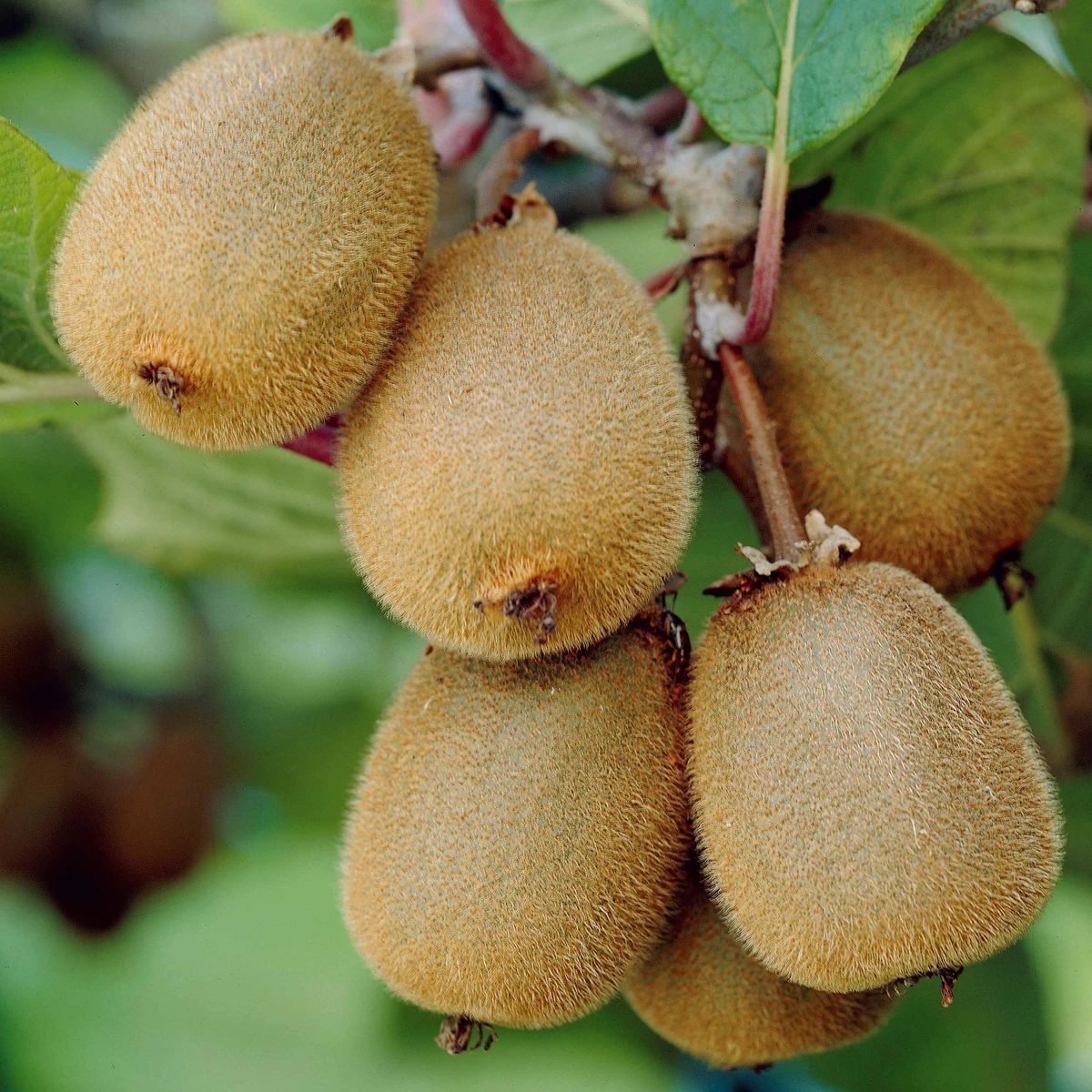 Kiwi autofertile Solissimo Renact