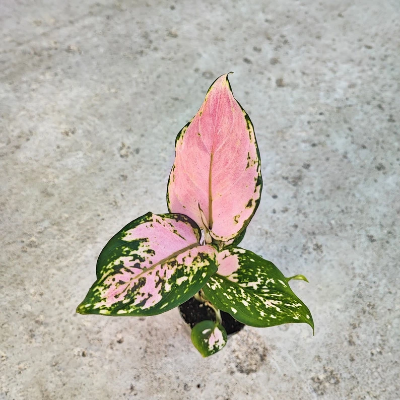Aglaonema RED VALENTINE
