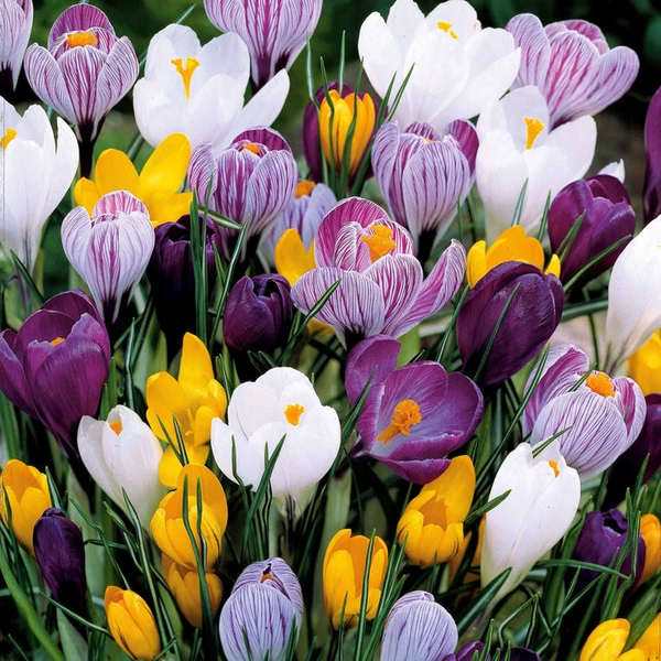 Crocus Mammouth en mélange