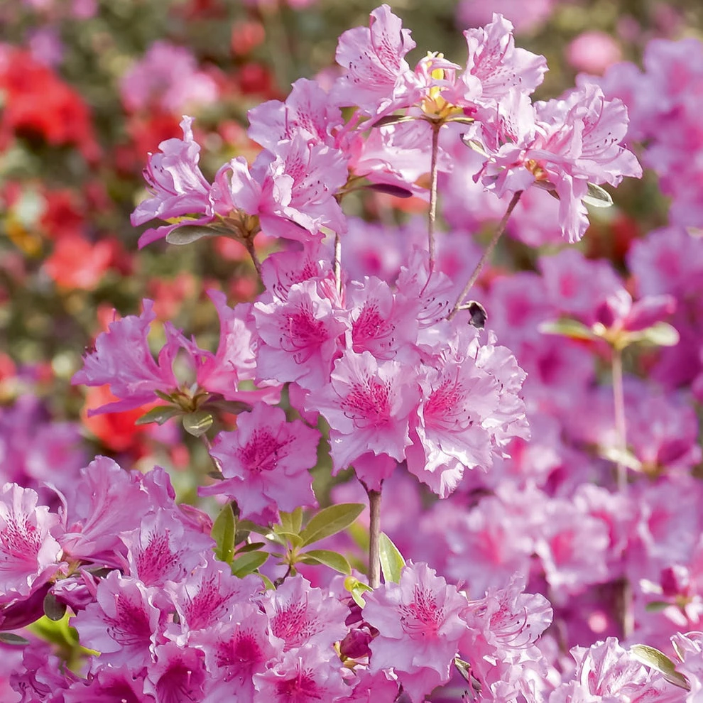 Azalée du Japon rose