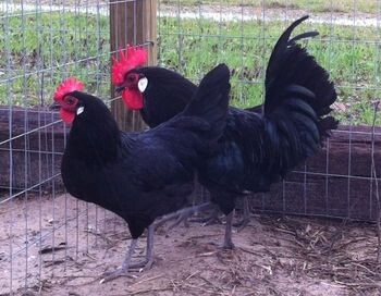 une poule Minorque 