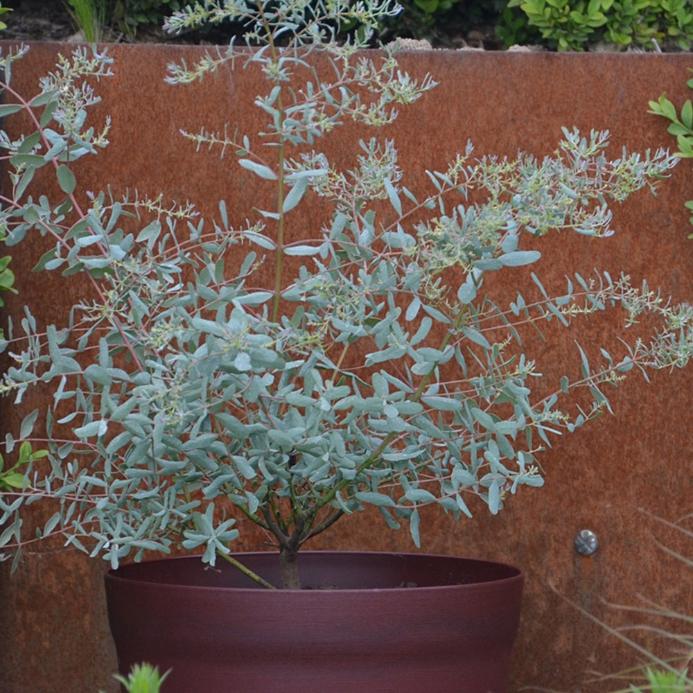 Eucalyptus gunnii France Bleu ® Rengun Votre wishlist sur Listy