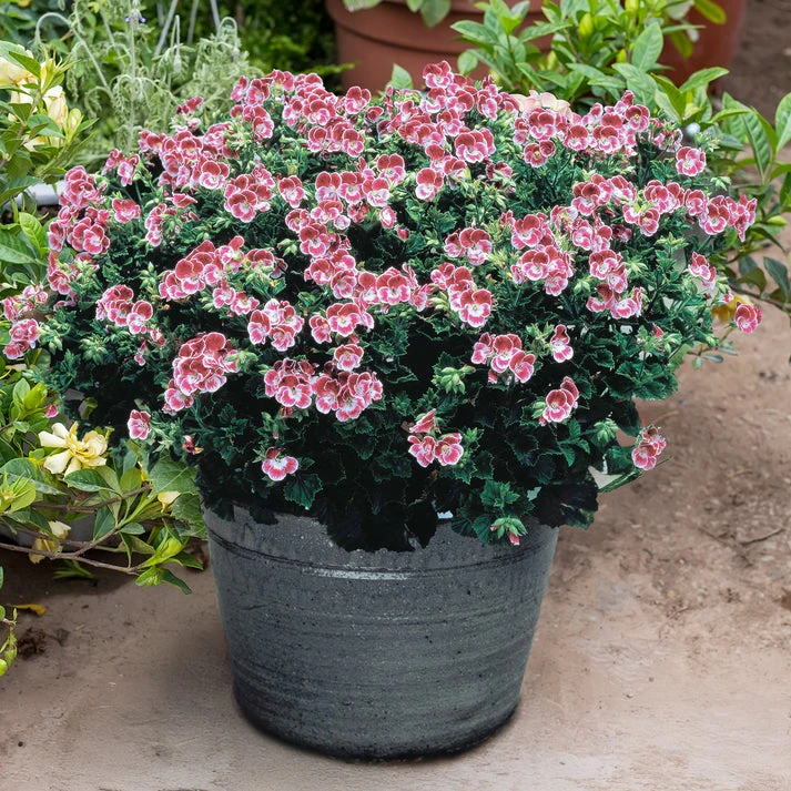 3 Géraniums parfumés Pansy