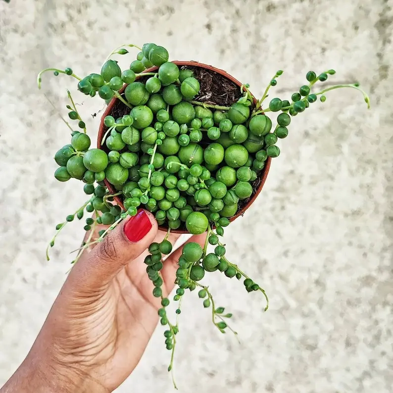 String of pearls boutures en terre, plante collier de perles