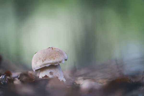 Balade pour ceuillette de Champignon