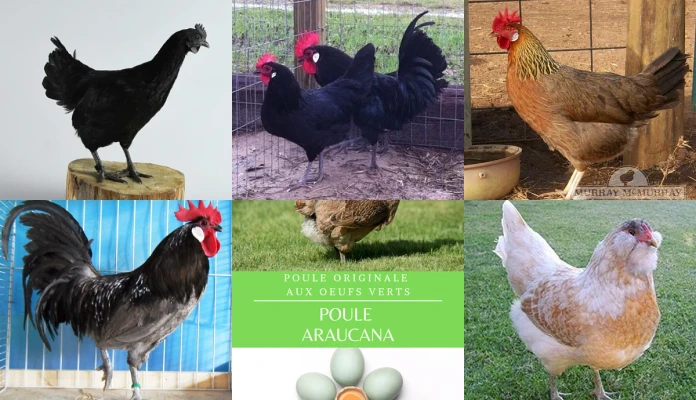 animaux 