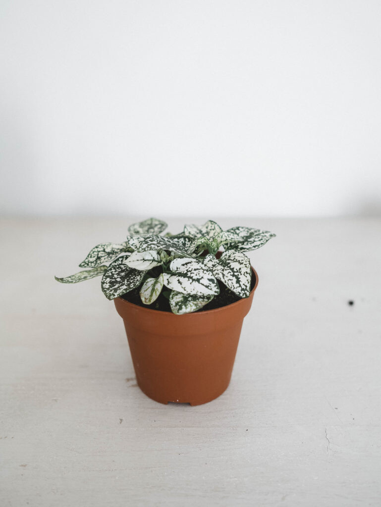Hypoestes I Maison Bouture
