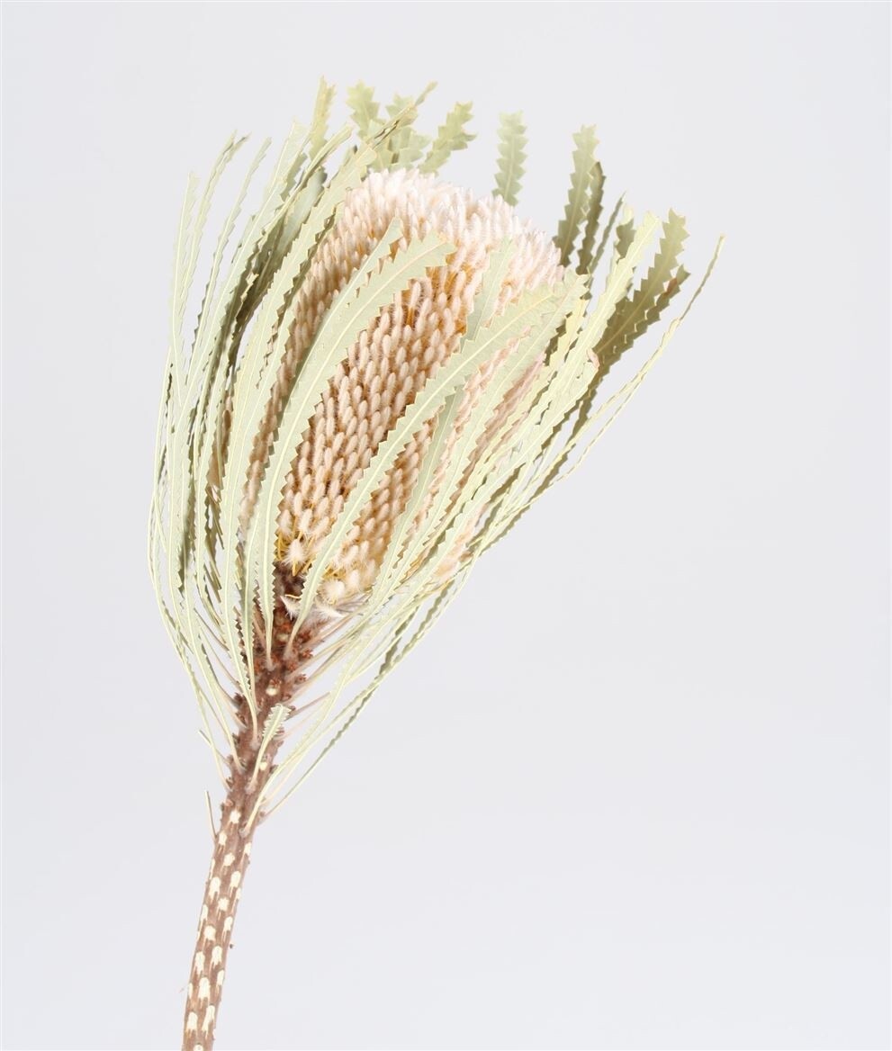  Séché Protea Banksia Hookerana