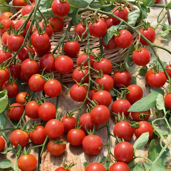 3 Plants de Tomate Cerise Rouge Supersweet 100