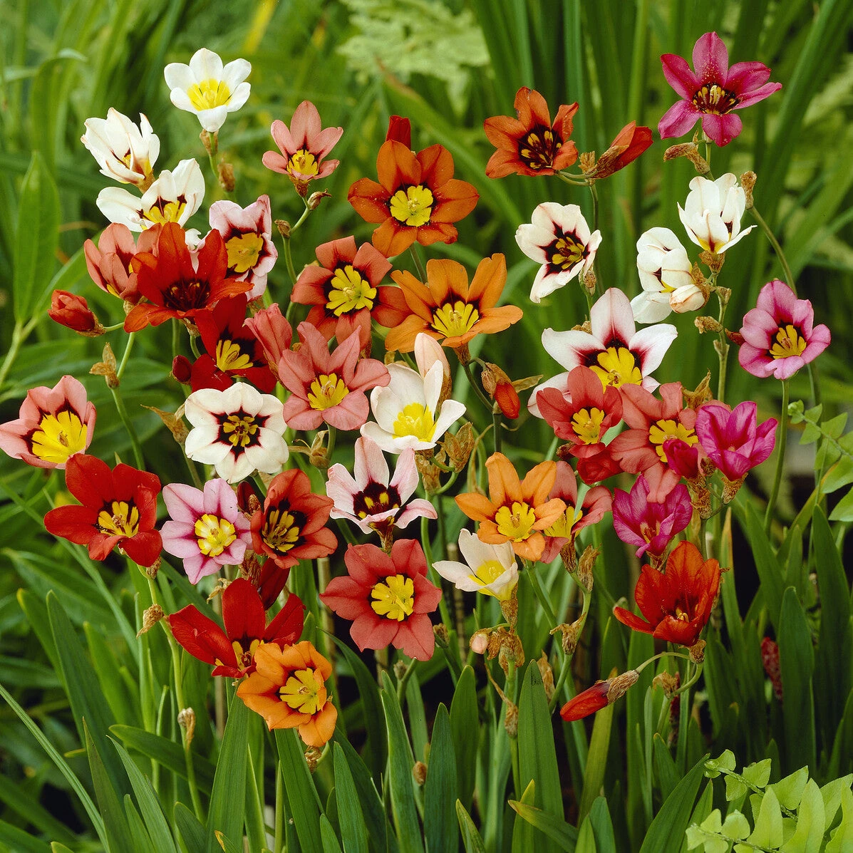 25 Sparaxis tricolore