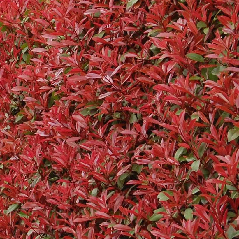 Photinia fraseri Carré Rouge - Feuillage persistant rouge cerise puis vert