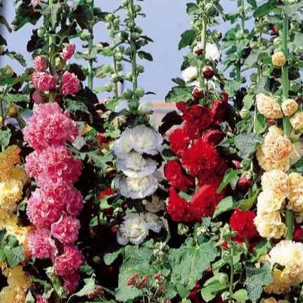 Roses trémières doubles Chater's en mélange
