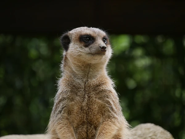 Soigneur d'un Jour | Parc Animalier des Pyrénées