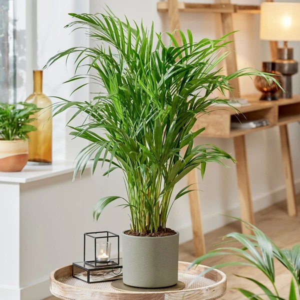 Areca - Palmier d'intérieur
