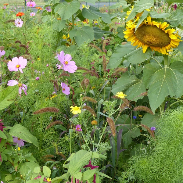 Mélange de fleurs spécial oiseaux
