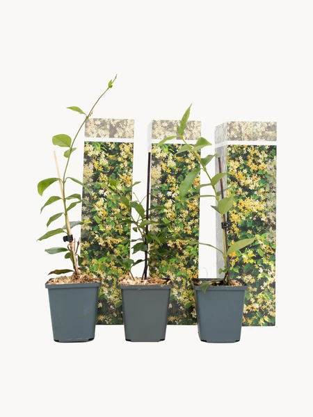 Plantes en pot Jasmin du Tuscane, 3 pièces