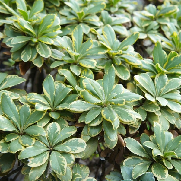 Pittosporum tobira nana Neige du mont Ventoux - Pittosporum du Japon nain panaché