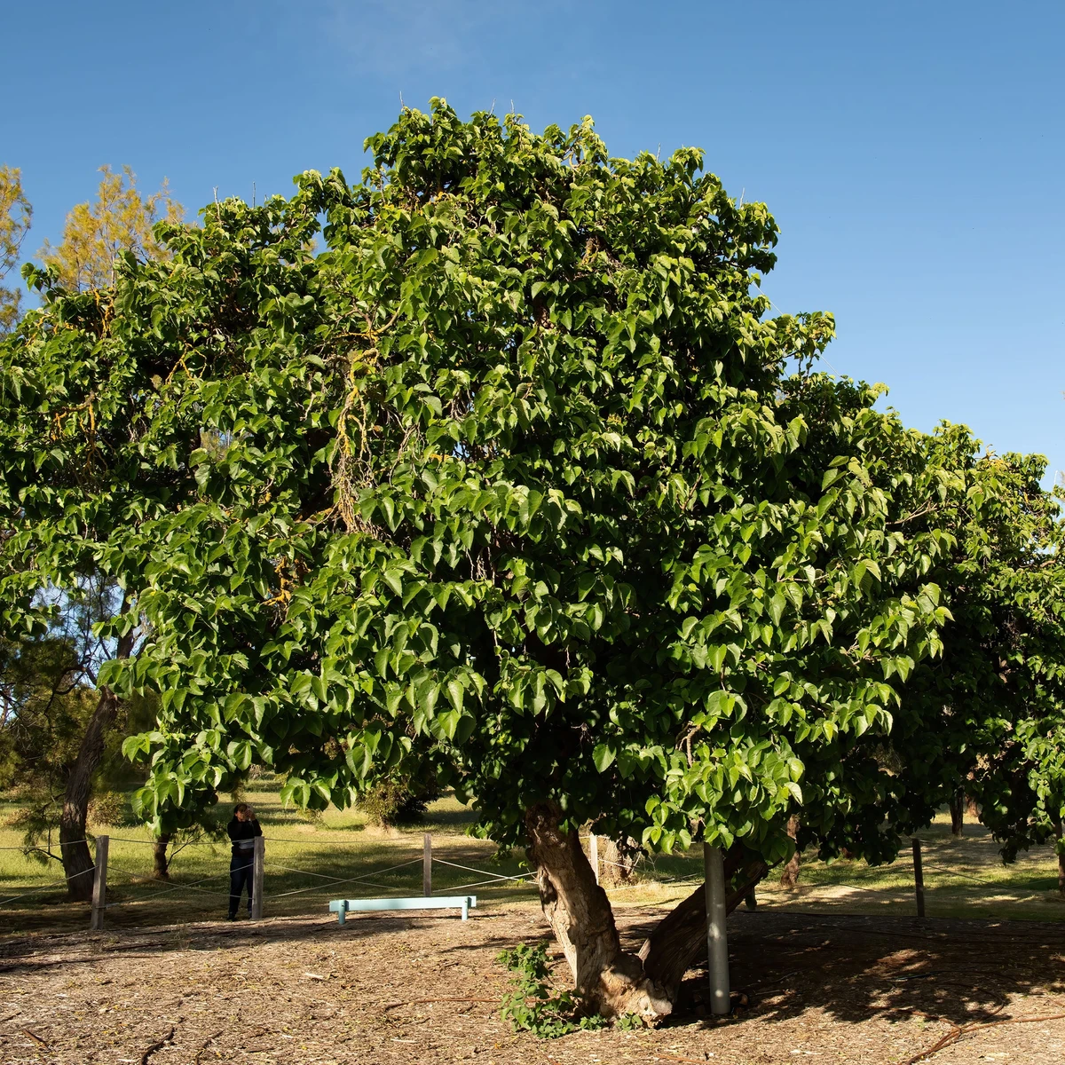 Mûrier de Corée Mulle