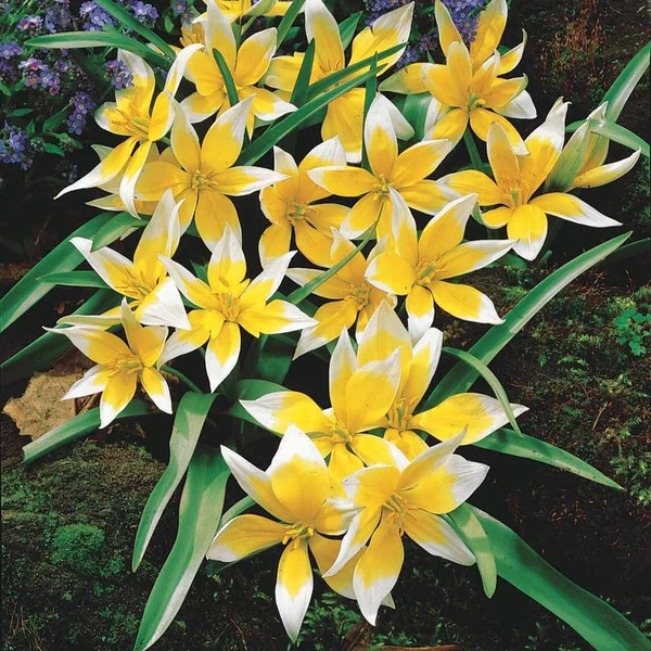 10 Tulipes botaniques Tarda