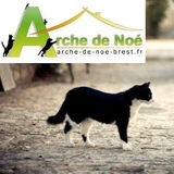 archedenoeassociation