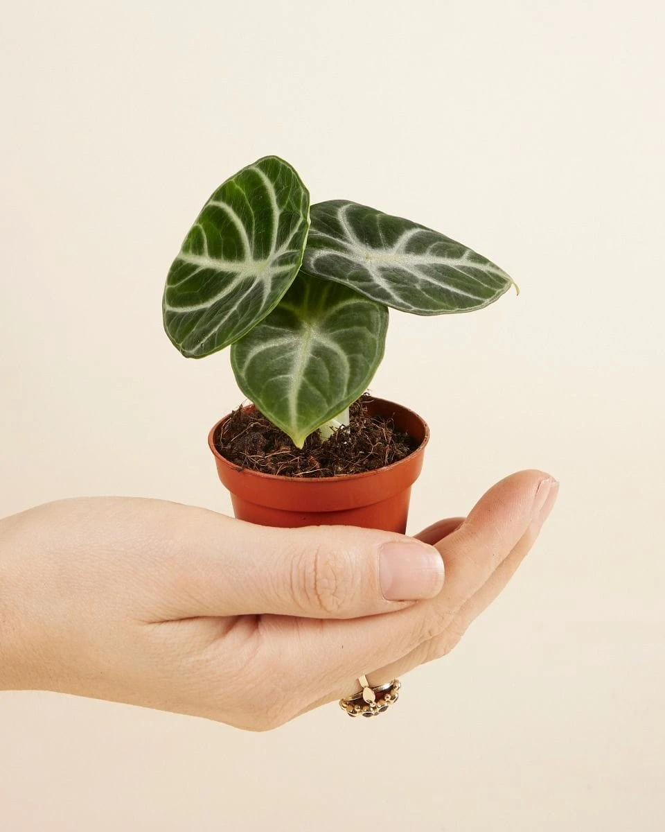 Alocasia ninja