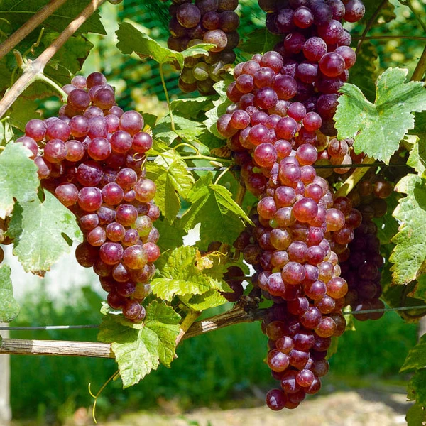 Vigne Chasselas rose