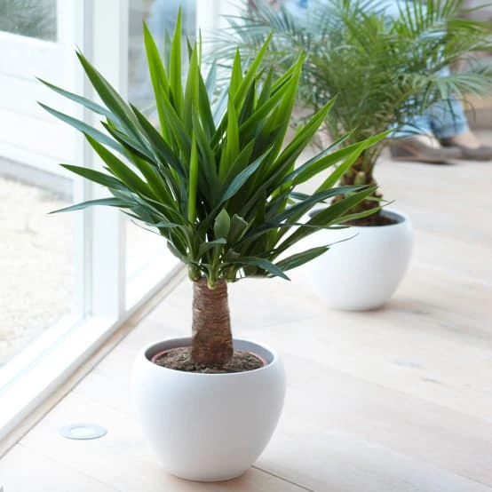 Yucca Pied D’Éléphant - Plante D’Intérieur  À Feuillage Persistant De Qualité Pot 12 Cm - GardenersDream - Gamm vert