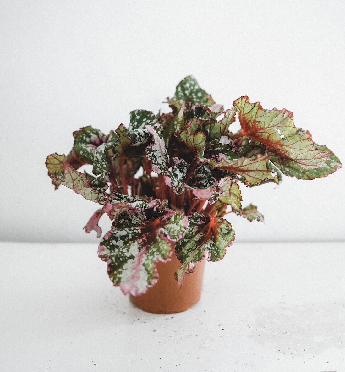 Begonia Beleaf I Maison Bouture