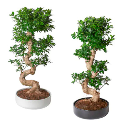 bonsai 