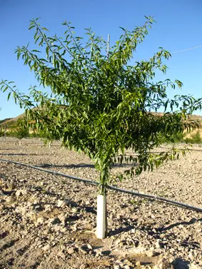 Almendro Mardía - Agroforestales ESLA