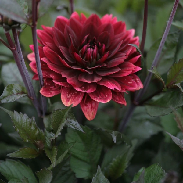 Dahlia After Dusk - Groupe décoratif, aux grosses fleurs doubles rouge sombre à voile argenté
