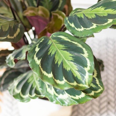 Une grosse plante