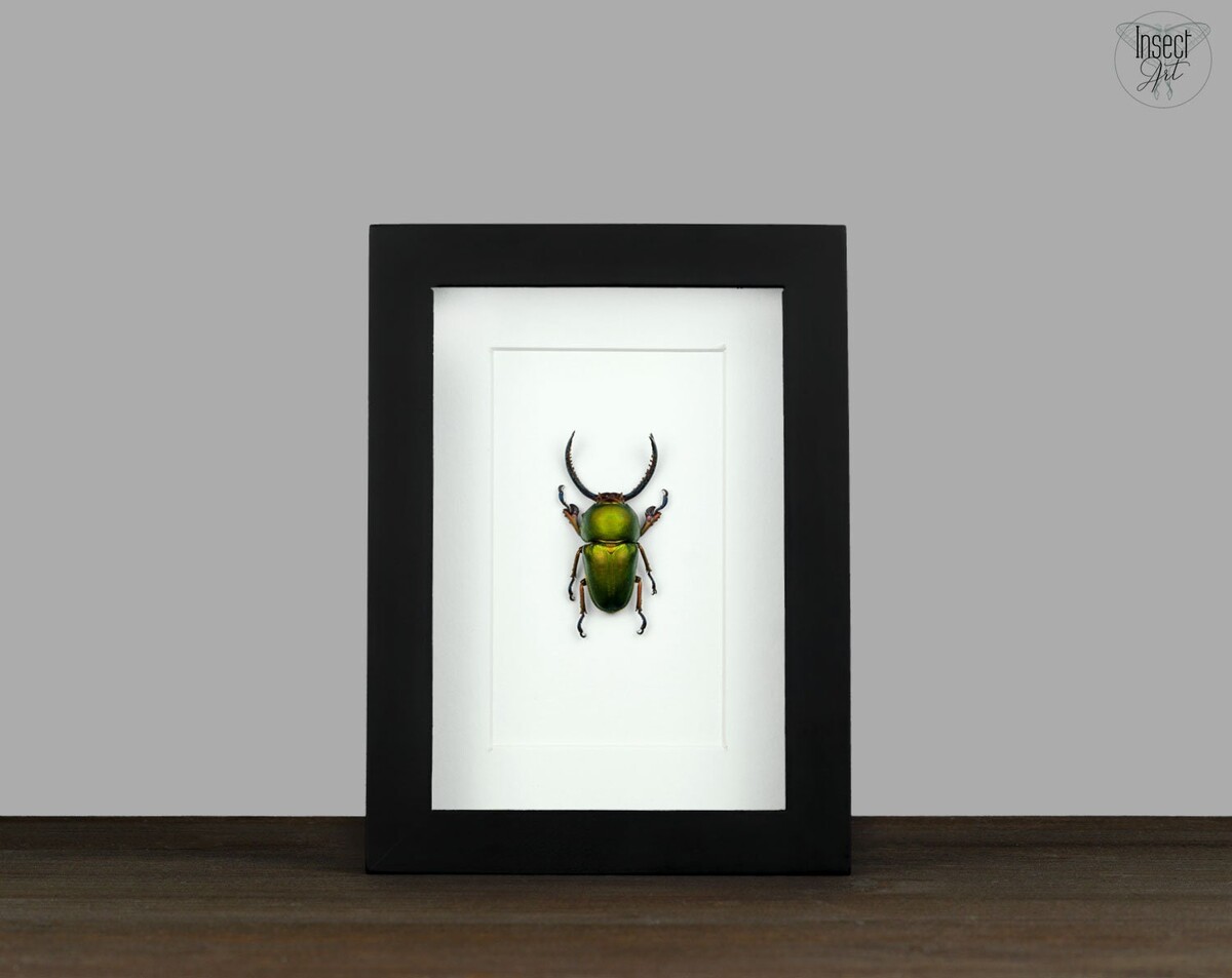 Véritable scarabée Lamprima adolphinae Dans le cadre 16x12