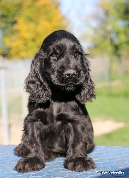 Un cocker 